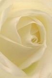 You are immersed in the delicate centre of a cream-white rose, each petal curling inward with an airy, feather-light quality that echoes a peaceful dawn in Carshalton. Light softly grazes the surface, revealing a matte, silky texture and subtle gradations of white and pale gold. Gentle shadows weave between the petals, lending quiet depth and emotion to the composition-an effect reminiscent of the calm mornings along Carshalton High Street. As a florist raised in this area, I recognise in this rose the ideal embodiment of reverence-perfect for expressing sympathy, admiration, or marking a cherished new chapter. The carefully arranged layers, nearly translucent at the edges, hint at both fragility and enduring meaning, while the imagined hint of fresh rose scent fills the air with subtle reassurance. This close perspective not only celebrates the natural beauty of the flower, but also the devotion and artistry that Carshalton florists pour into every meaningful bouquet.